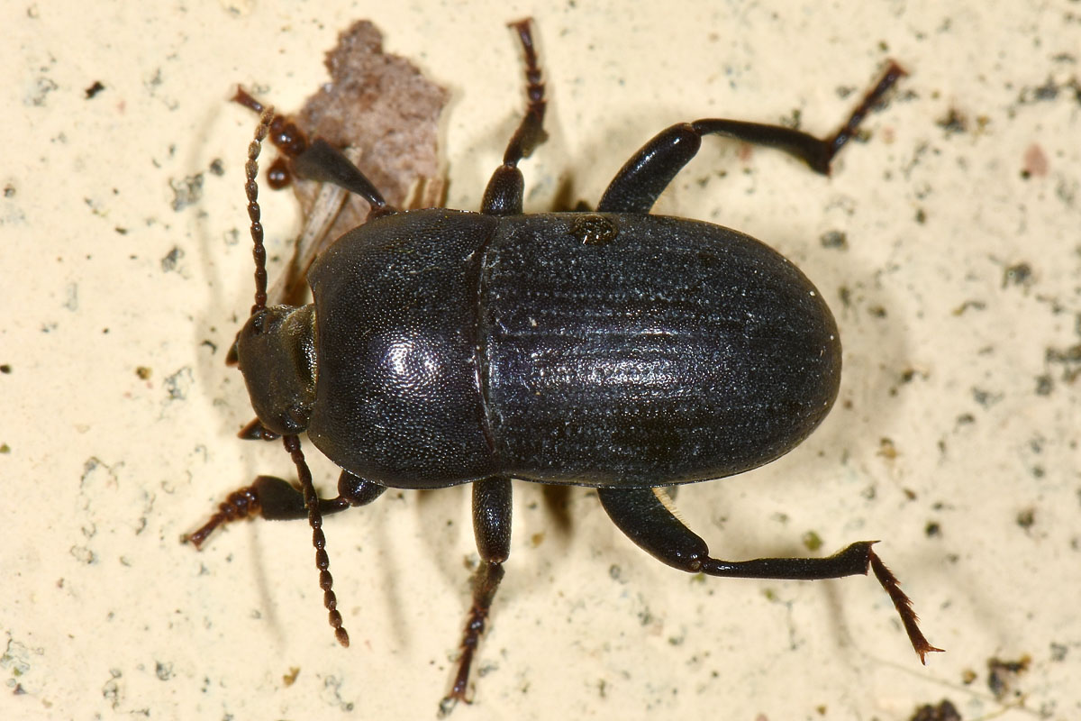 Tenebrionidae: Tutti Pedinus meridianus?  S, maschi e femmine